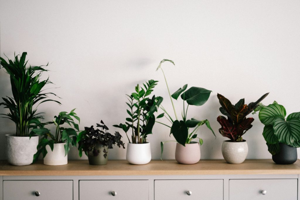How to Style Indoor Plants: 10 Best Modern & Creative Ideas