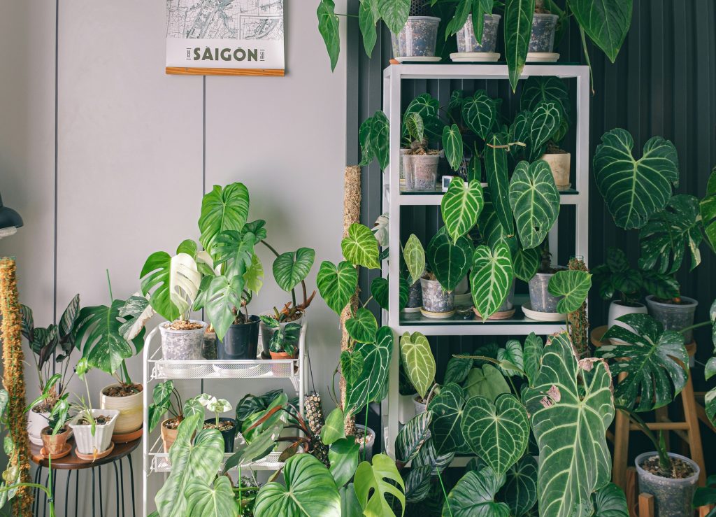 How to Style Indoor Plants: 10 Best Modern & Creative Ideas