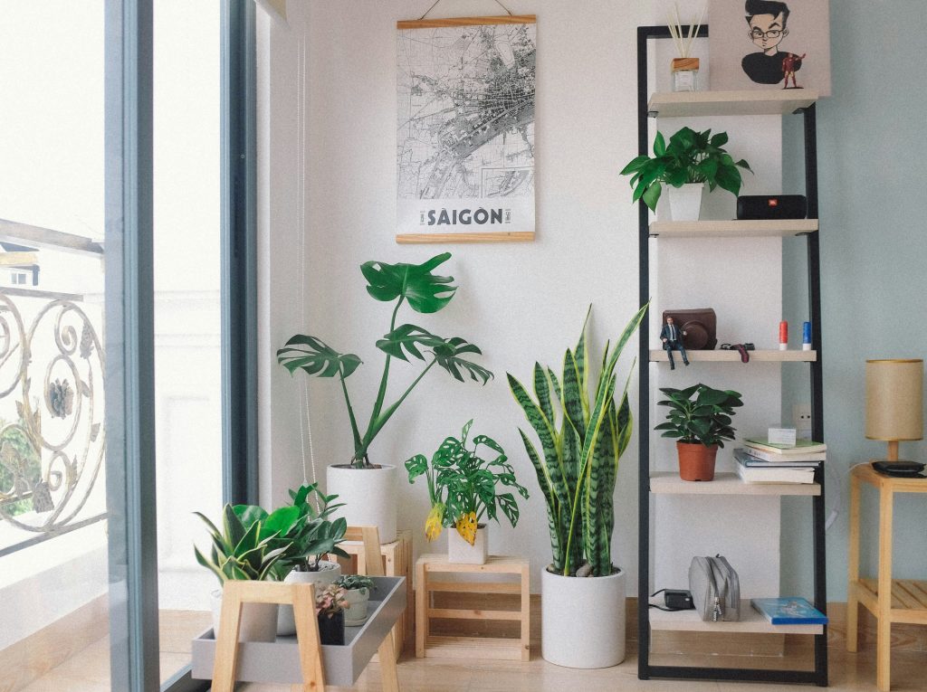 How to Style Indoor Plants: 10 Best Modern & Creative Ideas