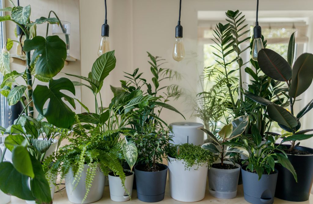 How to Style Indoor Plants: 10 Best Modern & Creative Ideas