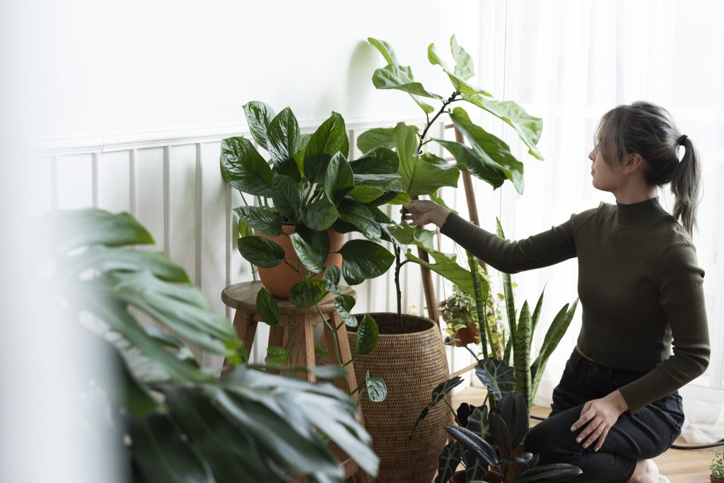 10 Essential Tips: The Complete Beginner’s Guide to Indoor Plant Care