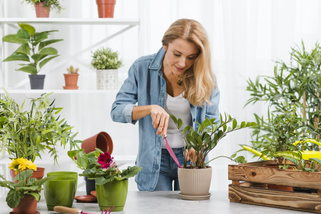 10 Essential Tips: The Complete Beginner’s Guide to Indoor Plant Care