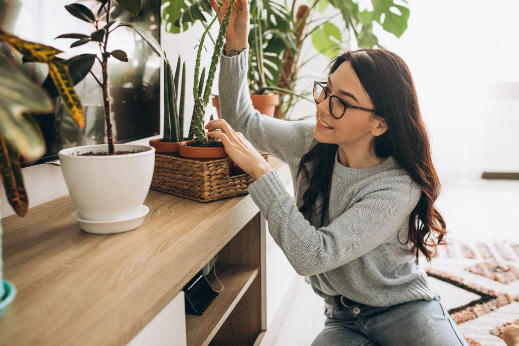 10 Essential Tips: The Complete Beginner’s Guide to Indoor Plant Care
