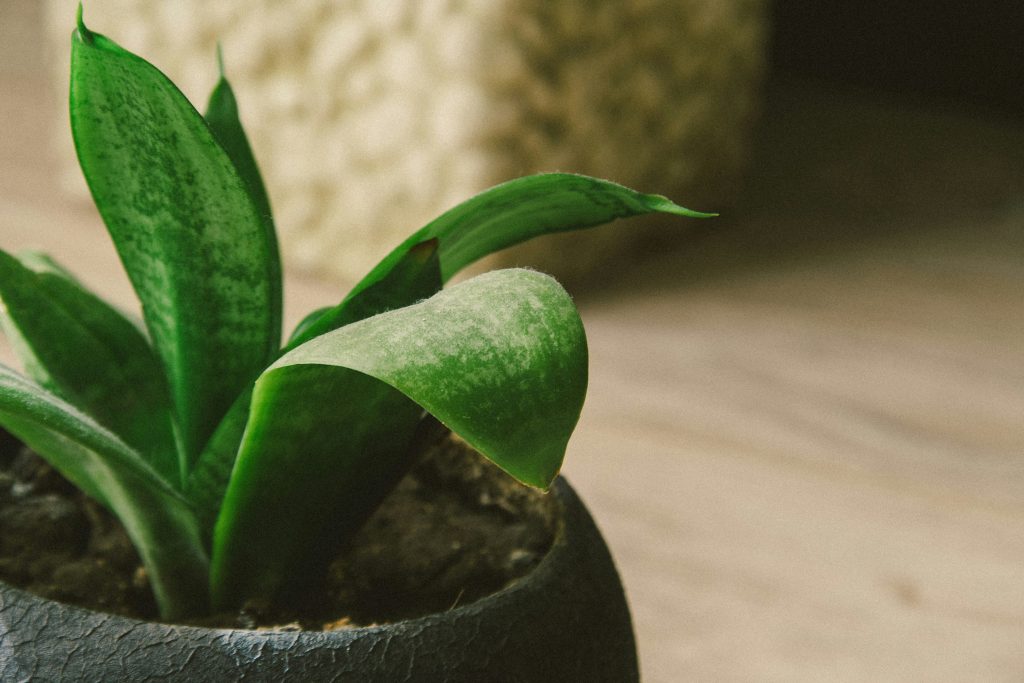 Are Snake Plants Toxic to Cats?