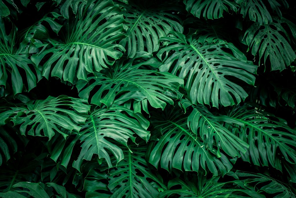 Monstera Care: The Complete Guide to Growing a Healthy Indoor Monstera