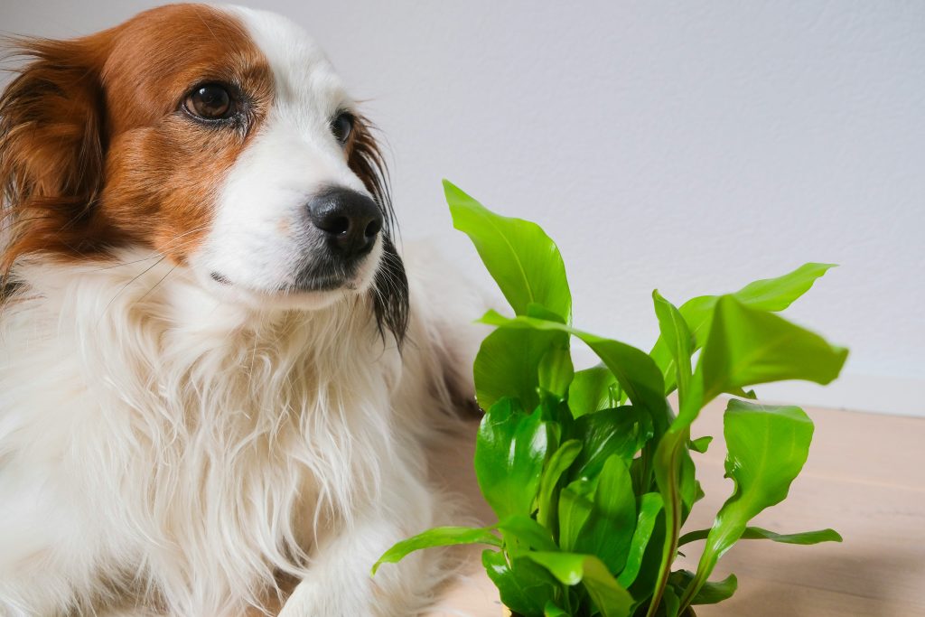 15 Critical Facts: Are Snake Plants Toxic to Dogs?