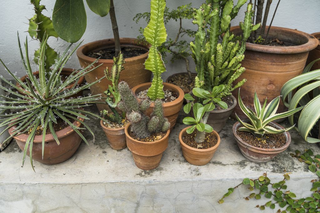 types of snake plants