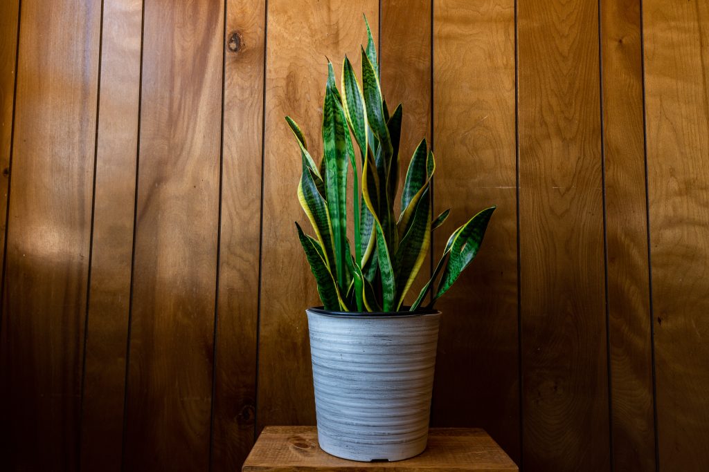 types of snake plants