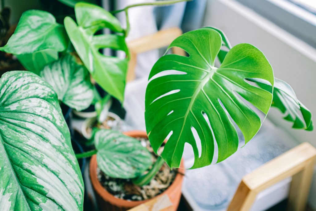 Monstera Care: The Complete Guide to Growing a Healthy Indoor Monstera
