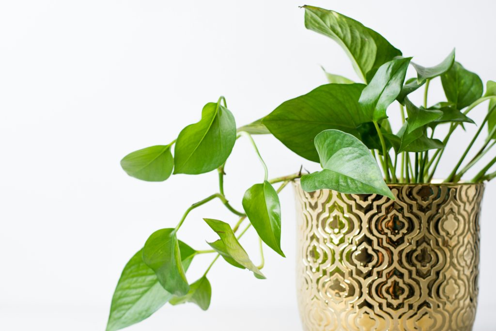 12 Stunning Pothos Varieties