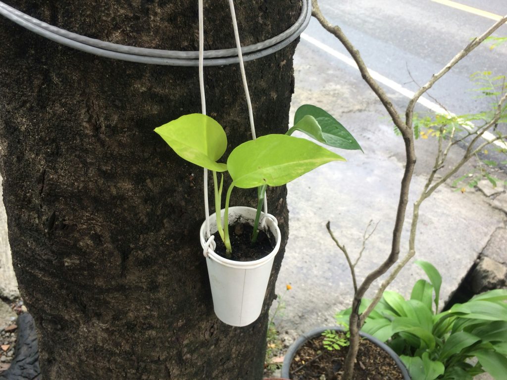 12 Stunning Pothos Varieties