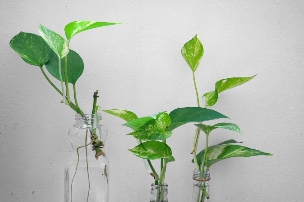 12 Stunning Pothos Varieties
