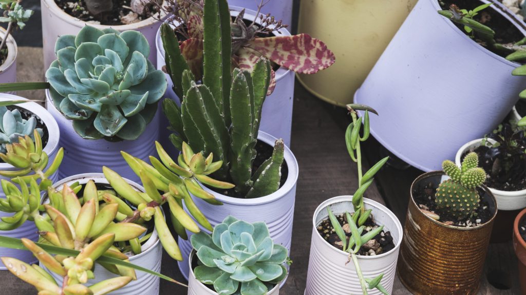 types of snake plants