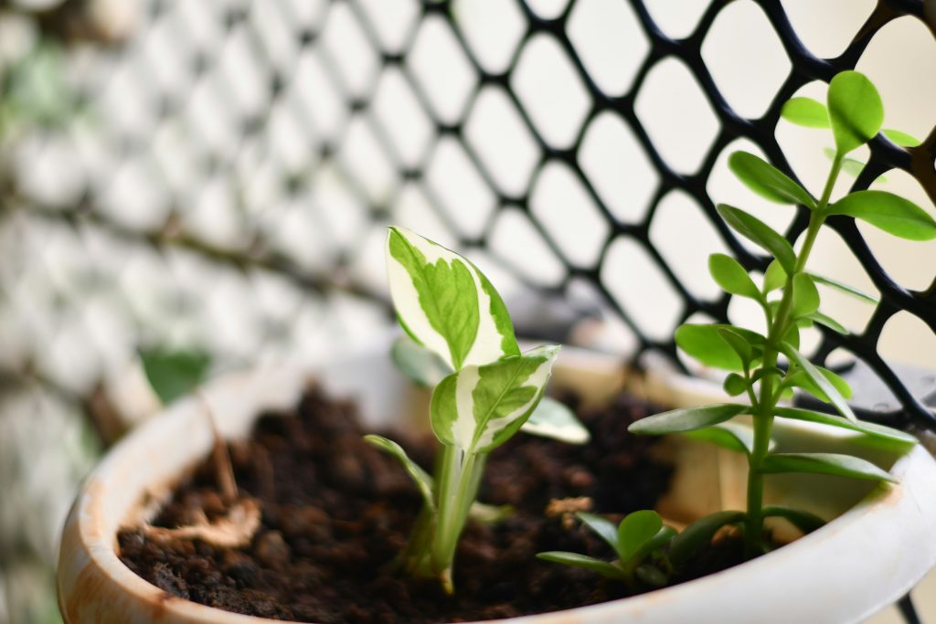 12 Stunning Pothos Varieties