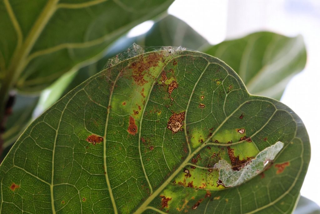 Fiddle Leaf Fig Brown Spots: 12 Critical Causes and Easy Fixes