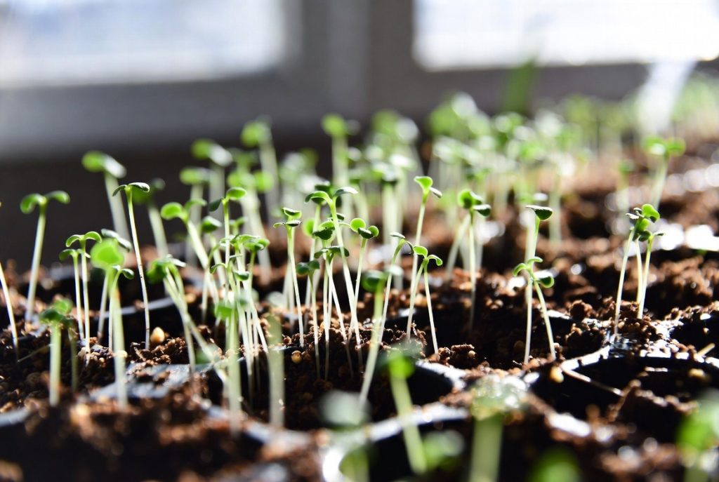 Broccoli Microgreens: 7 Insane Reasons to Grow This 10-Day Superfood