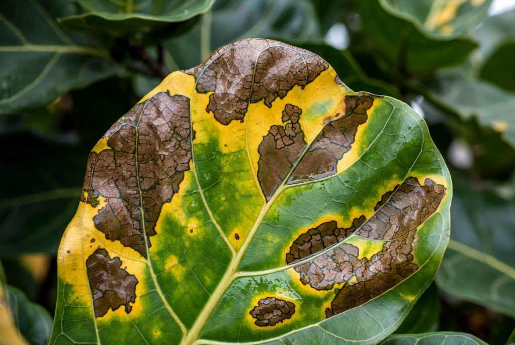 Fiddle Leaf Fig Brown Spots: 12 Critical Causes and Easy Fixes