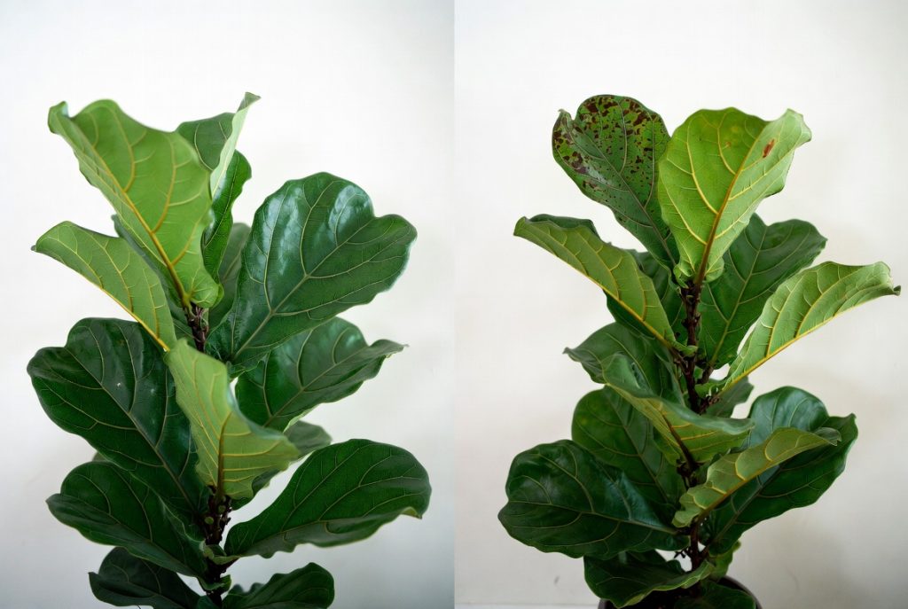 Fiddle Leaf Fig Brown Spots