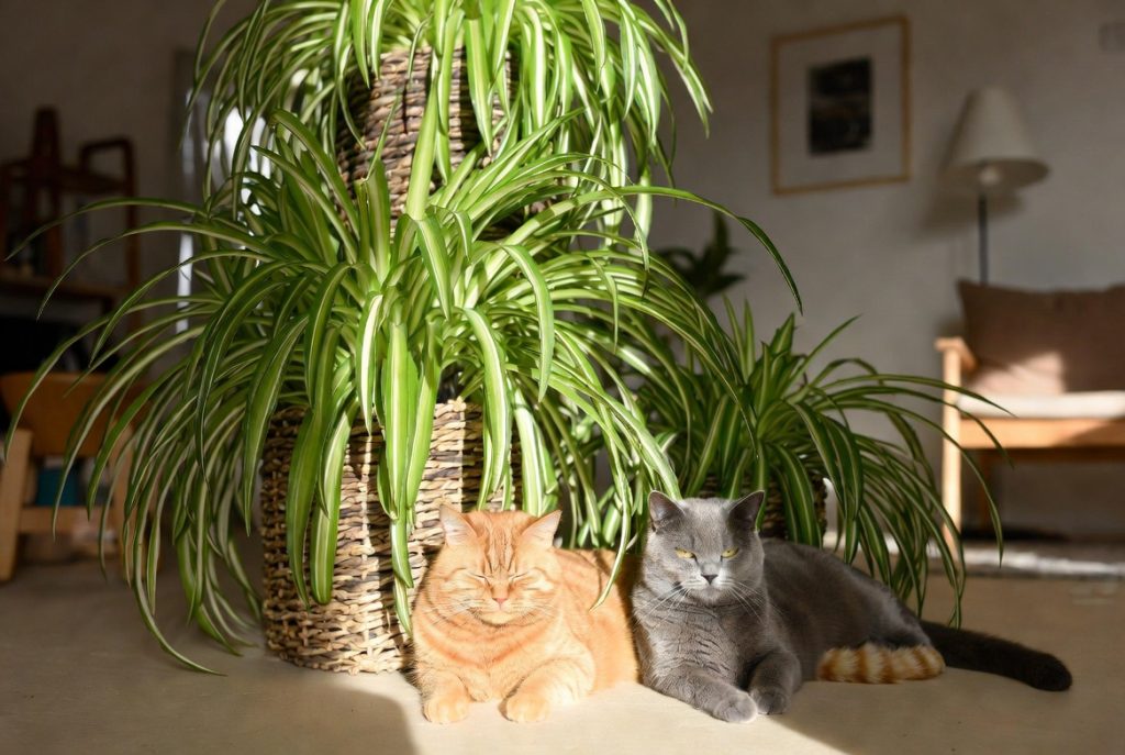 hi
help me to create 10 best images for my blog
4k result
landscape mood
the topic for image is spider plants and dog