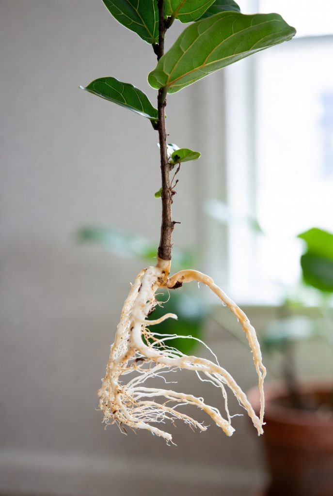 How to Propagate Fiddle Leaf Fig: 12 Simple & Proven Ways