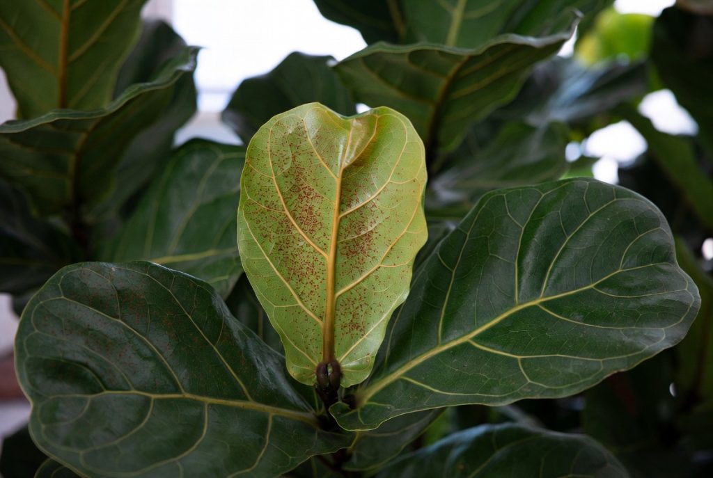 Fiddle Leaf Fig Brown Spots: 12 Critical Causes and Easy Fixes
