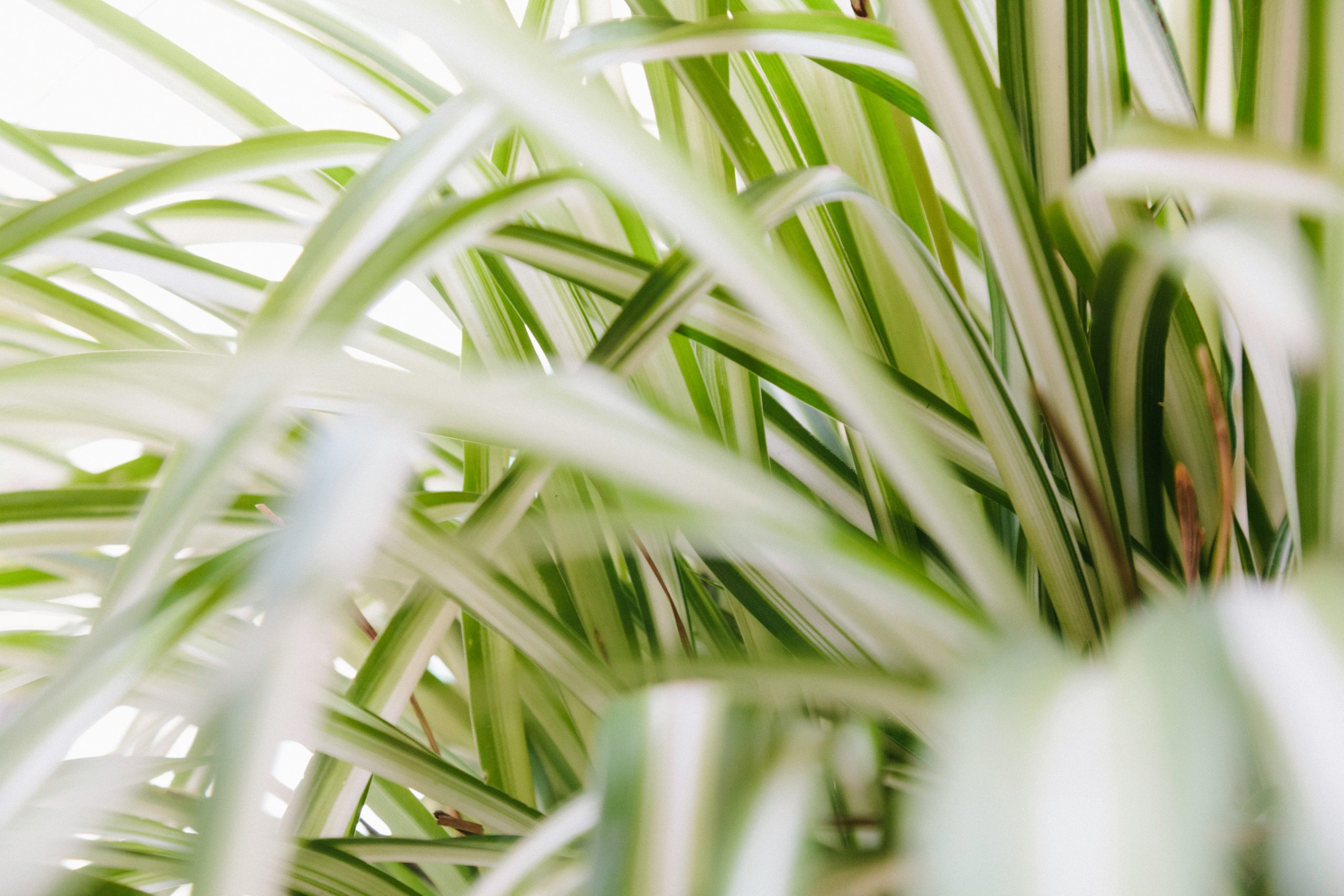 The Green Empire: The Absolute Authority Guide to Spider Plant Babies