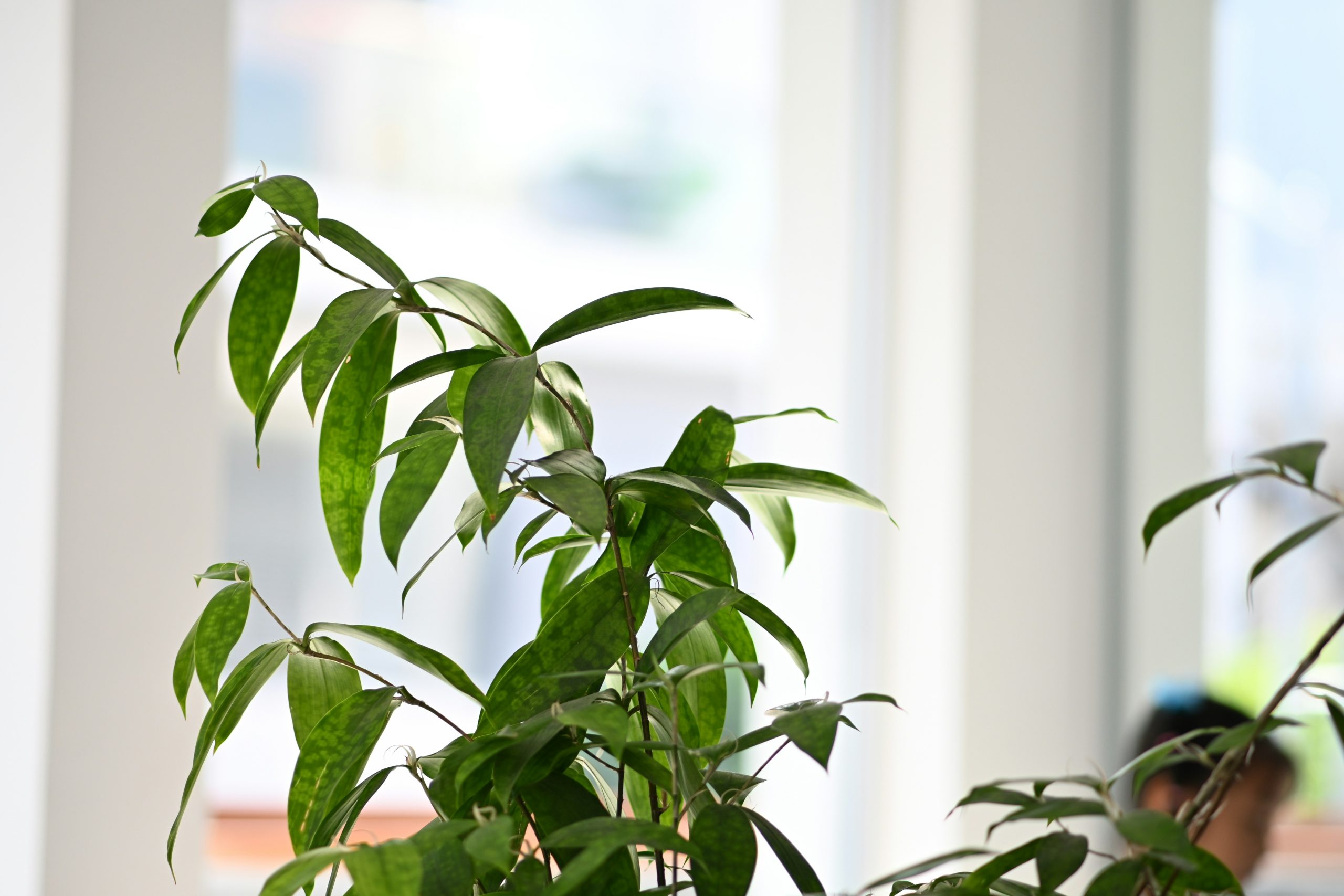 The Hoya Carnosa Masterclass: 12 Technical Secrets for a Shimmering Porcelain Canopy