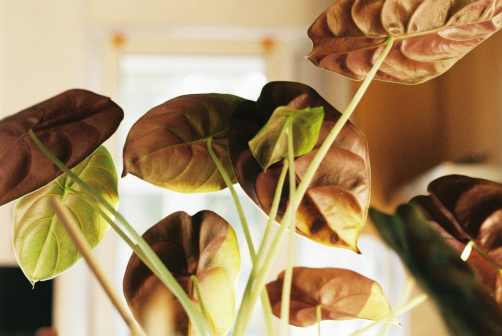 The Arrowhead Plant Masterclass: 12 Hacks for Lush and Vibrant Foliage