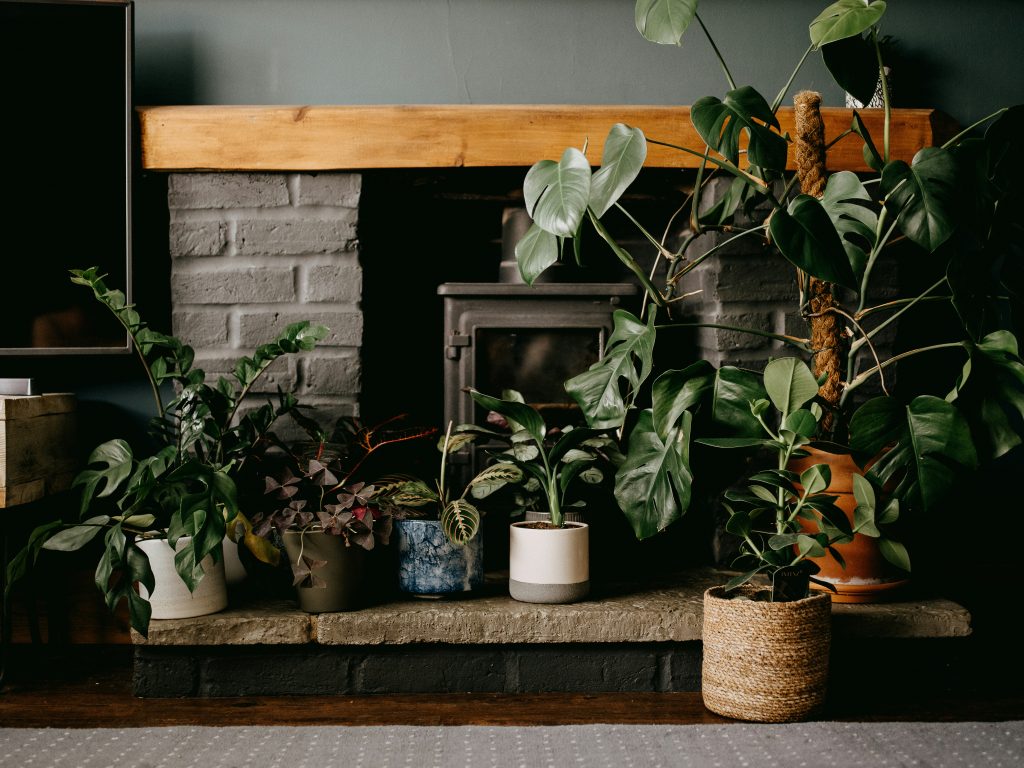 best indoor plants for air quality