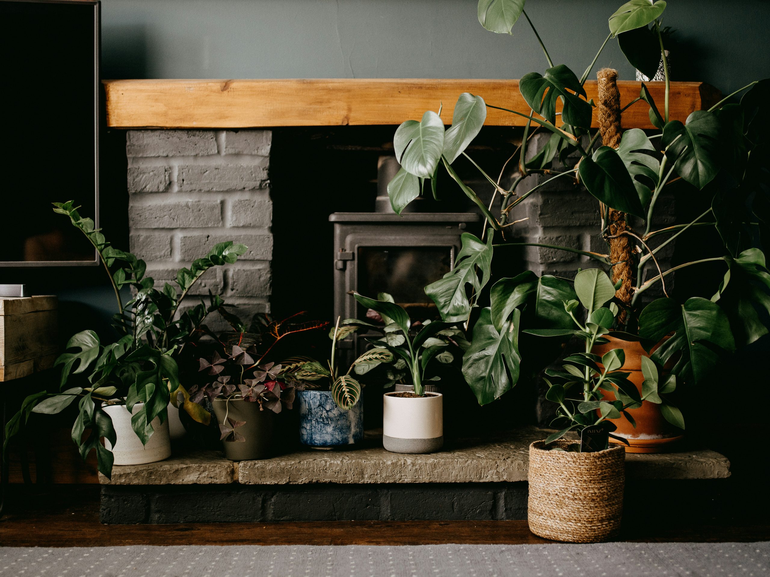 best indoor plants for air quality