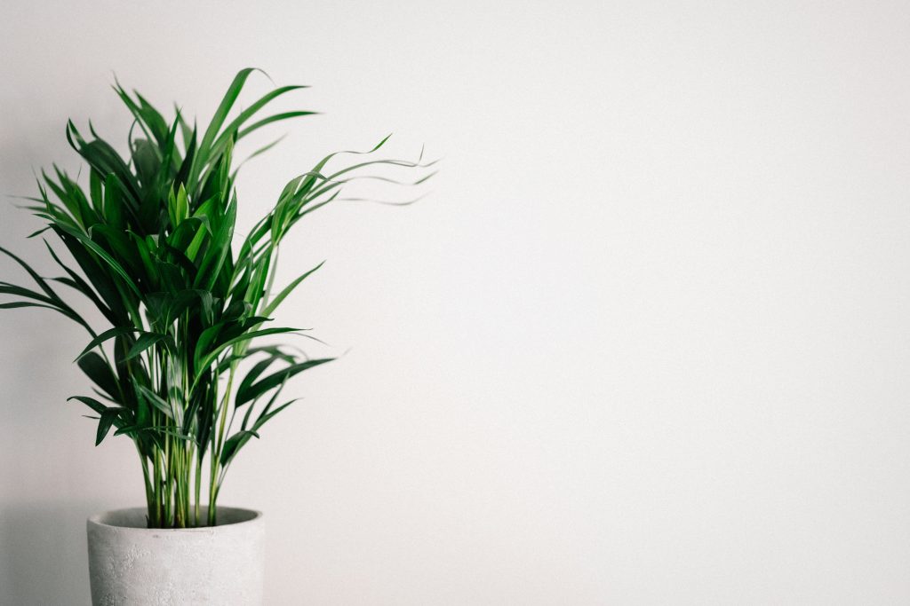 The Green Guardian: Why Spider Plant Benefits Go Way Beyond Just Good Looks