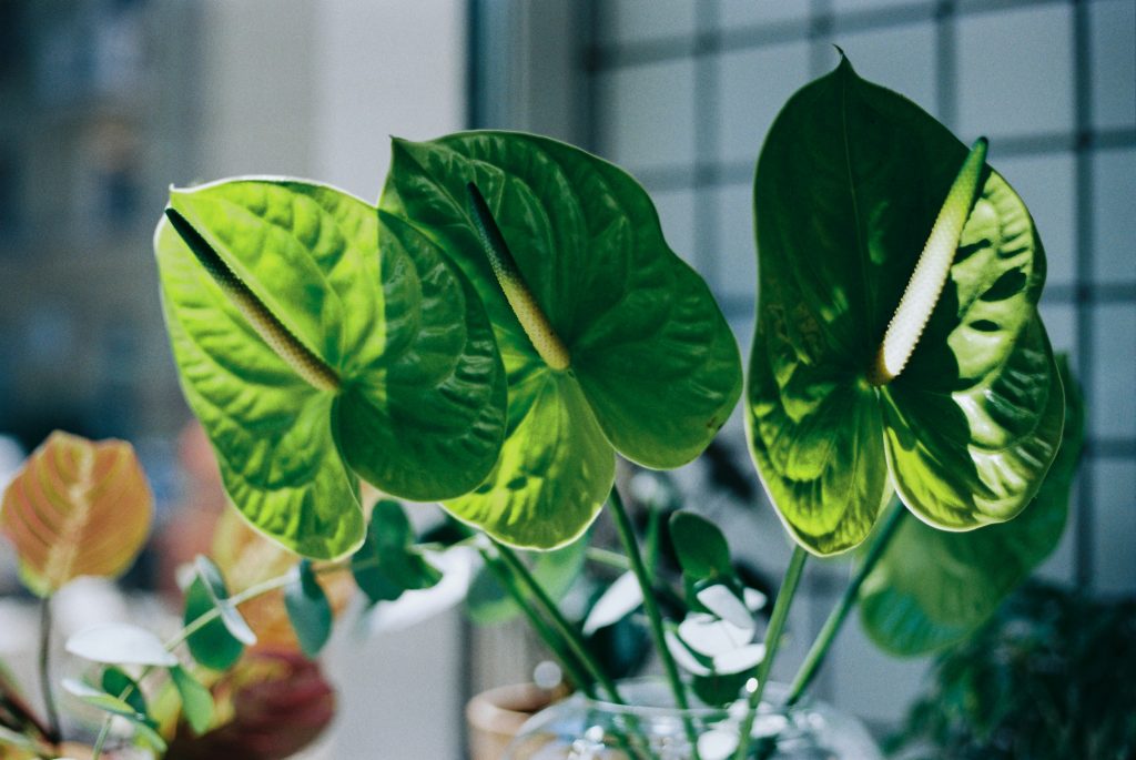The Arrowhead Plant Masterclass: 12 Hacks for Lush and Vibrant Foliage