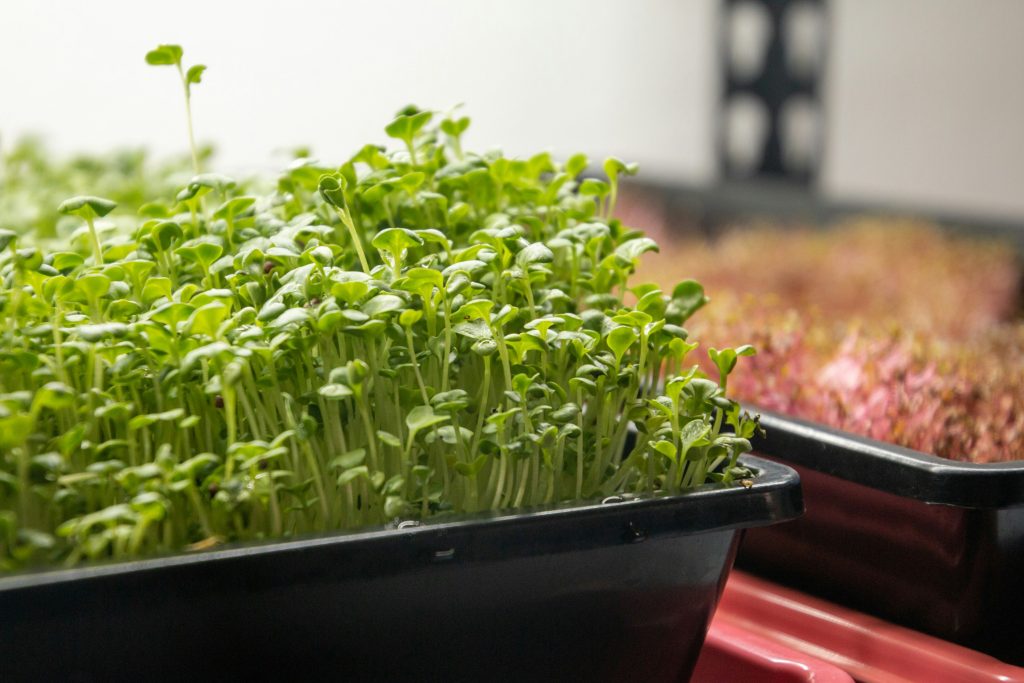 How to Grow Microgreens: 12 Professional Steps to a Perfect Indoor Harvest