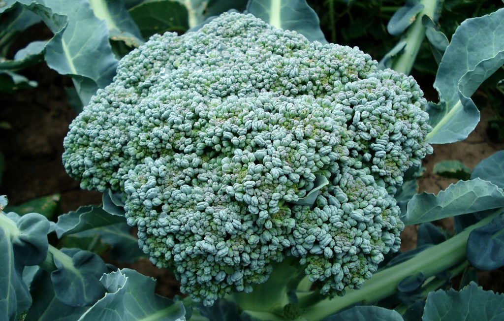 Broccoli Microgreens: 7 Insane Reasons to Grow This 10-Day Superfood