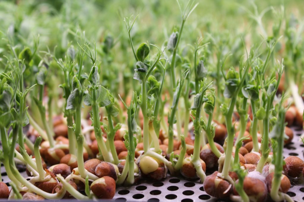 Microgreens Benefits: 12 Scientific Reasons to Grow These Superfoods