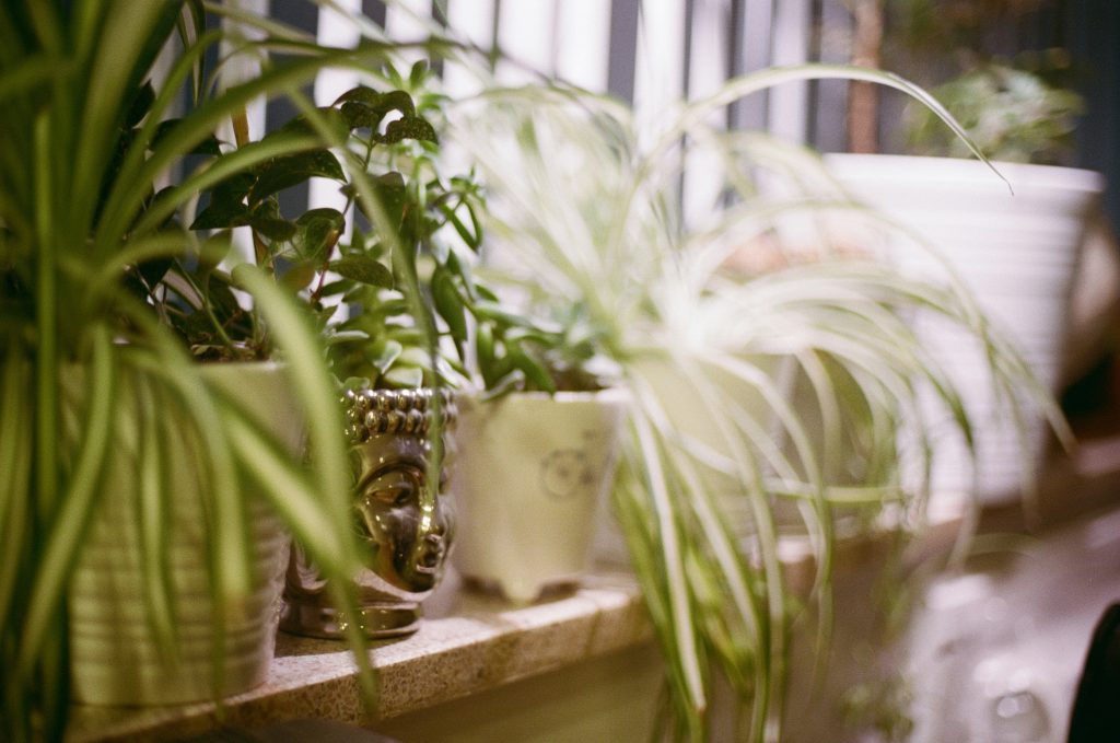 The Green Empire: The Absolute Authority Guide to Spider Plant Babies