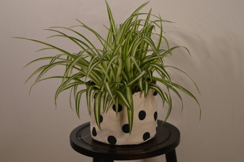 The Spider Plant Manifesto: Turning a Single "Pup" Into a Cascading Botanical Empire