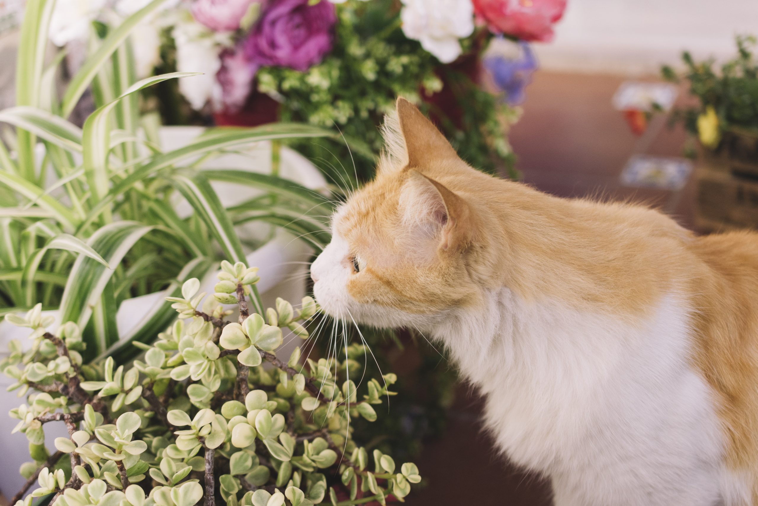 Are Spider Plants Toxic to Dogs? 12 Essential Safety Facts