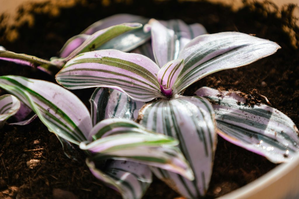 Mastering Tradescantia Zebrina: The Ultimate Guide to Neon Purple Vines