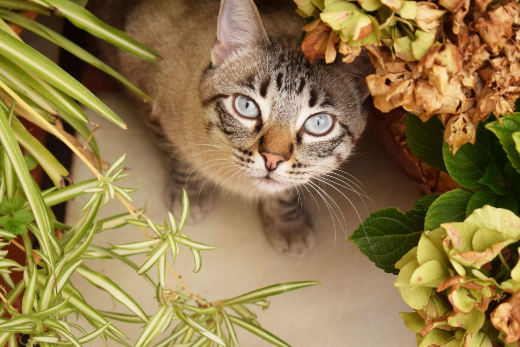 Are Spider Plants Poisonous to Cats? 12 Crucial Facts & Safety Tips