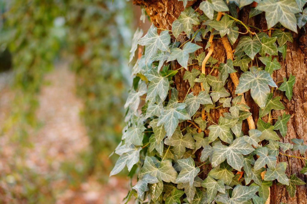 The Creeping Fig Masterclass: Engineering a Lush Vertical Indoor Canopy