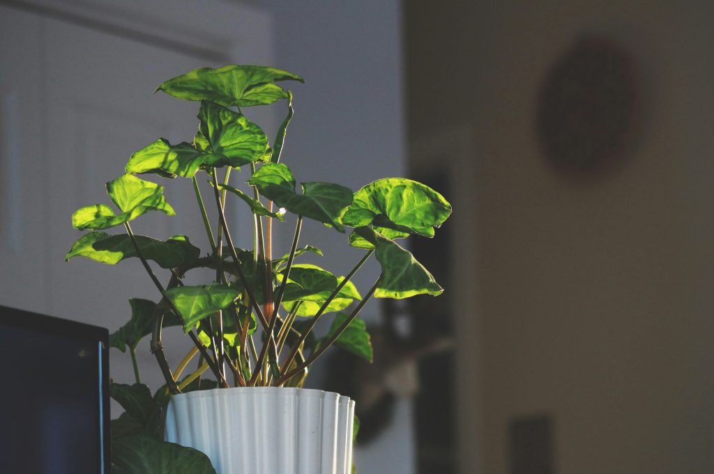 The Arrowhead Plant Masterclass: 12 Hacks for Lush and Vibrant Foliage