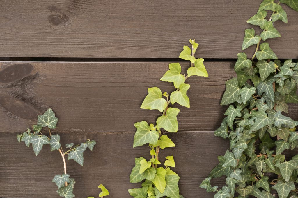 The Creeping Fig Masterclass: Engineering a Lush Vertical Indoor Canopy