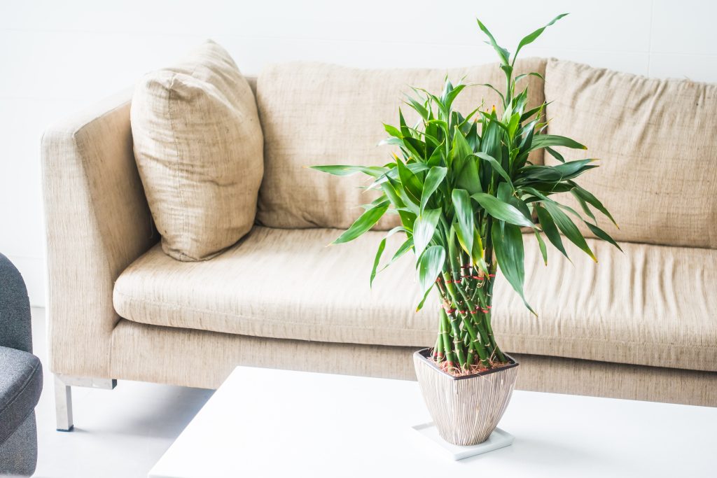 Best Indoor Plants: 12 Powerful Varieties for a Stunning Home Jungle