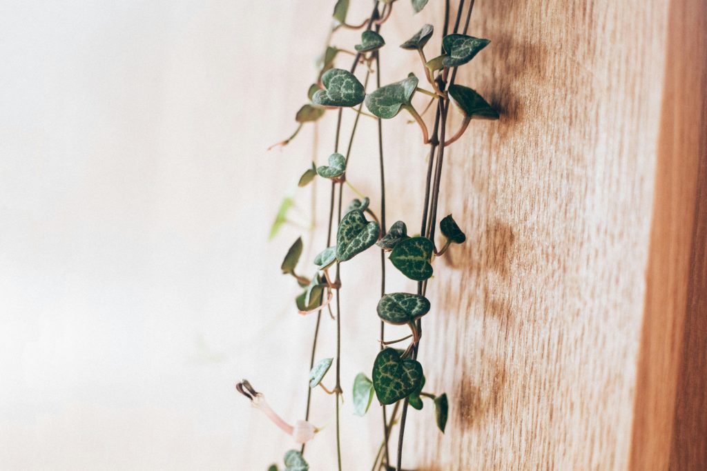 From 3 Strings to a Waterfall: 12 Secrets for a Thick Swedish Ivy