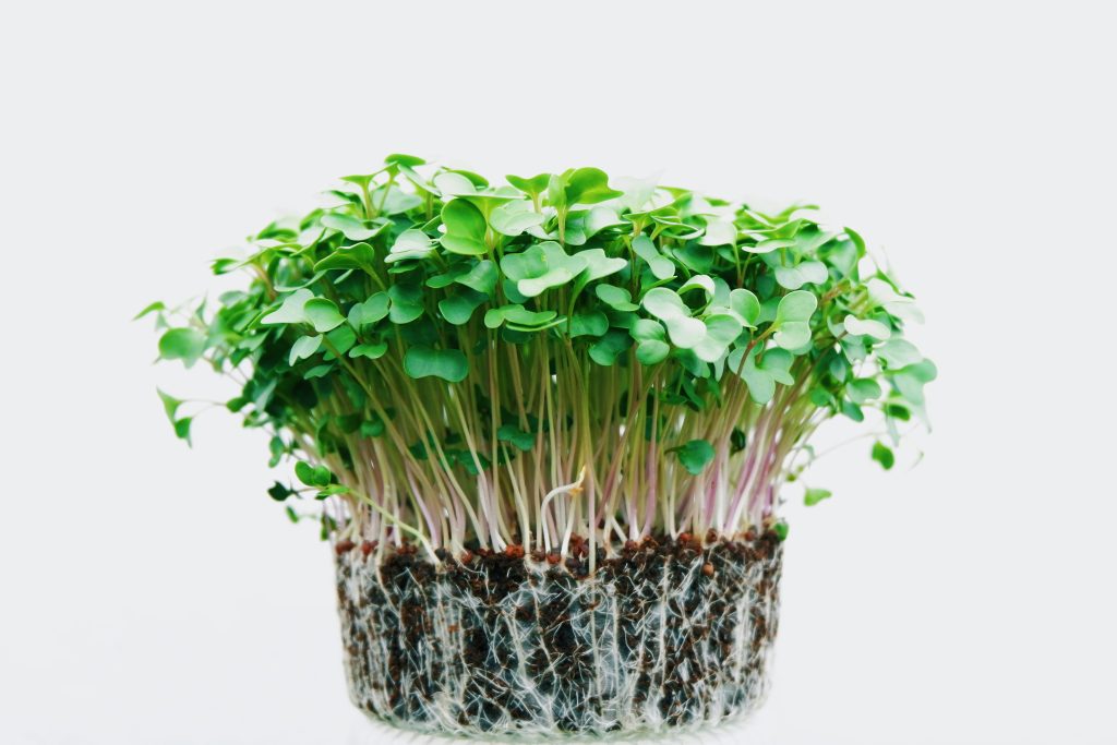 How to Grow Microgreens: 12 Professional Steps to a Perfect Indoor Harvest