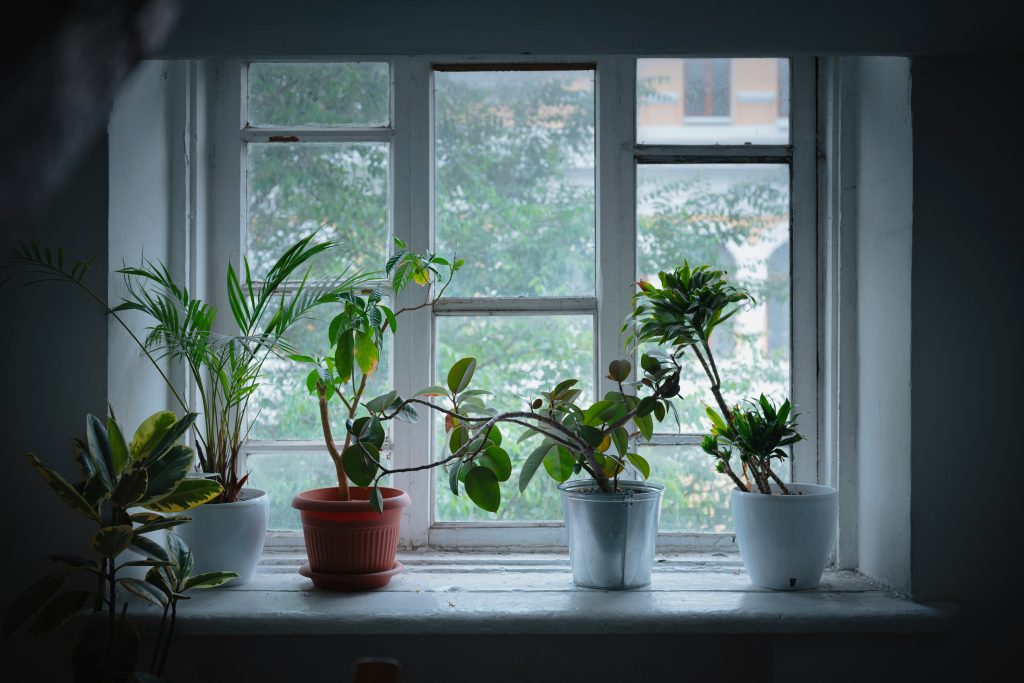 best indoor plants for air quality