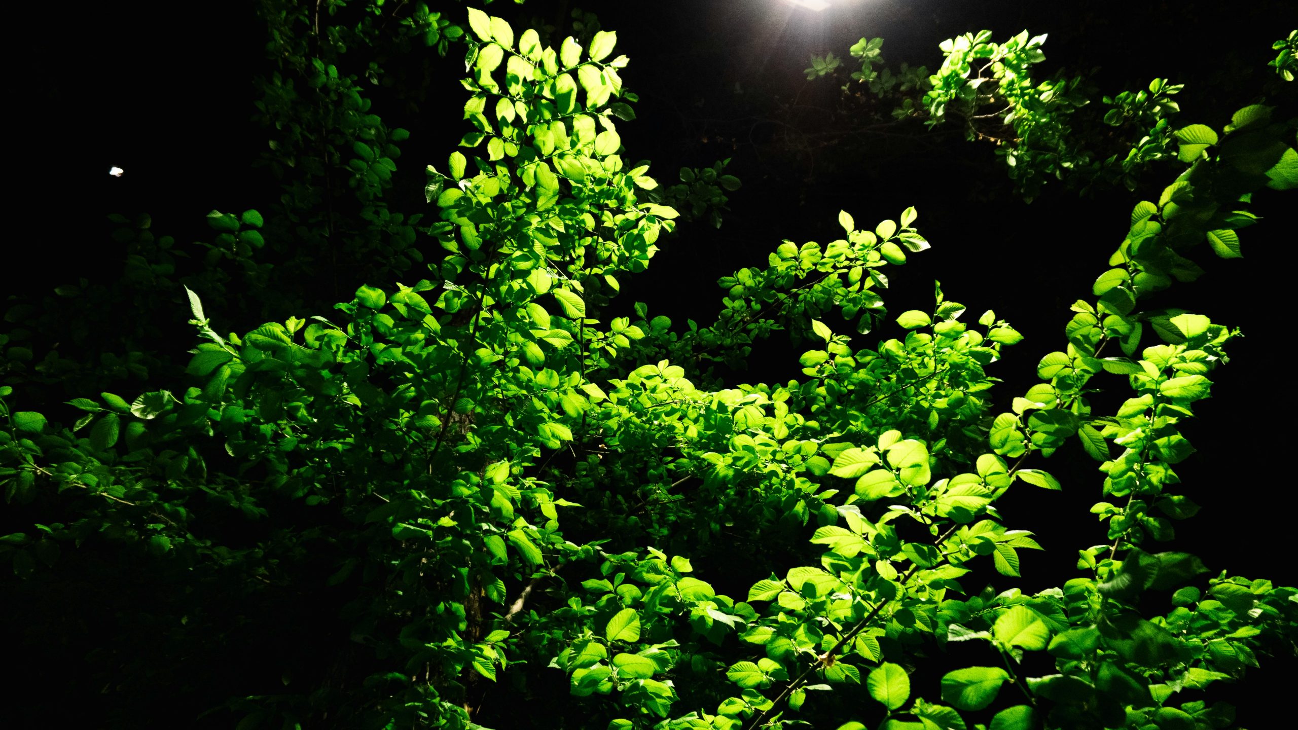 Grow Anything Anywhere: The Ultimate Setup for Thriving Indoor Plants