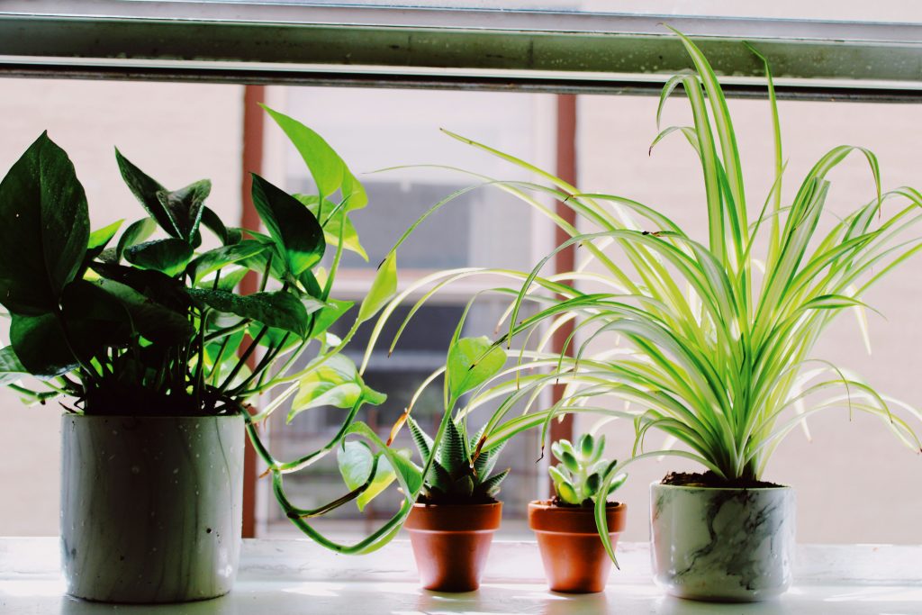 best indoor plants for air quality