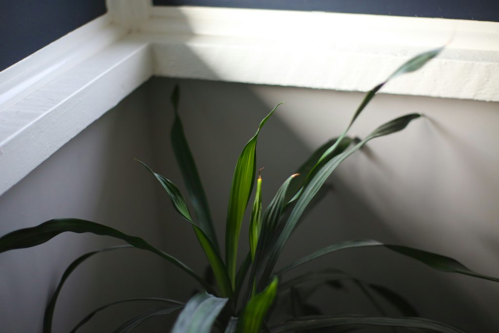 The Green Guardian: Why Spider Plant Benefits Go Way Beyond Just Good Looks
